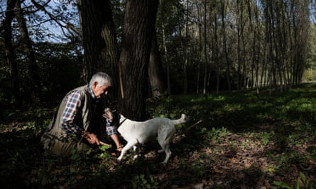 Cute and foodies: You can spend time with these truffle dogs at this festival in Manjimup.
