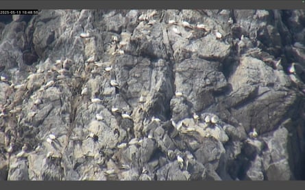 Hundreds of birds perch on outcrops of a sheer-looking wall of rock.