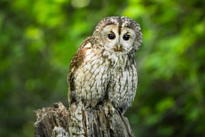 A tawny owl watches on in the woodland of Uludag of Bursa, Turkey. Tawny owls, which live in forests and large parks, are named after the patterns of their feathers. Tawny owls rest in tree cavities during the day and hunt at night thanks to their keen eyesight and hearing