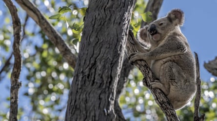Koala