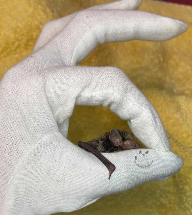 A little forest bat, one of the microbats of Melbourne, in a gloved hand.