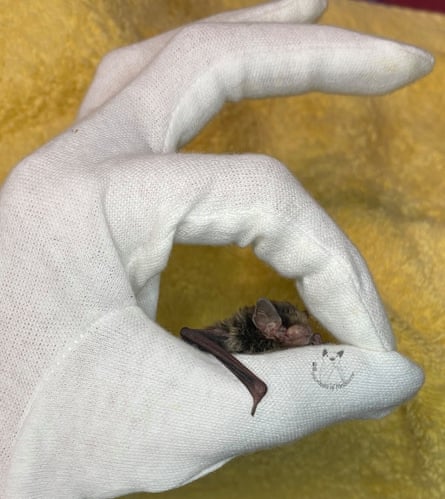A little forest bat, one of the microbats of Melbourne, in a gloved hand.