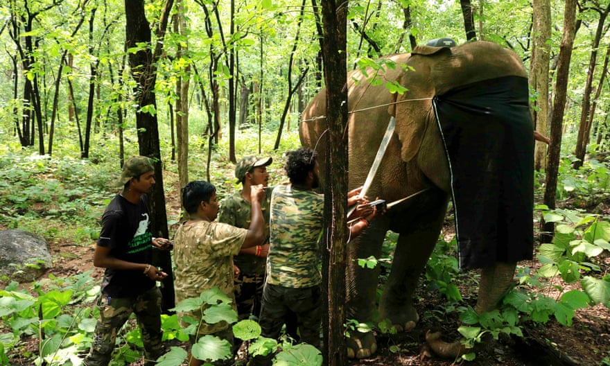 Vets and biologists from Wildlife SOS attach a radio collar to the matriarch of a herd in Mahasamund district, India.