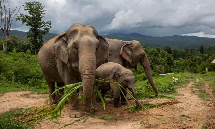 Boon Thong, 40, Ronaaldo, 18 months and his mother Lersu, 30, on a hillside near Mae Sapok village, Chiang Mai, Thailand. More than 100 elephants have been returned to their home villages in the mountains near Chiang Mai for access to farmland to support the 200kg of food each adult needs daily.