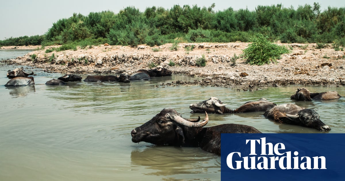 Death in the marshes: environmental calamity hits Iraq’s unique wetlands