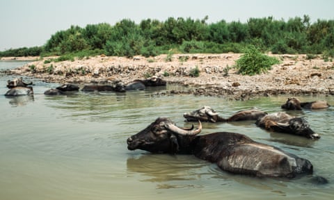 Buffalos in the water of the Toos River, Iraq.
