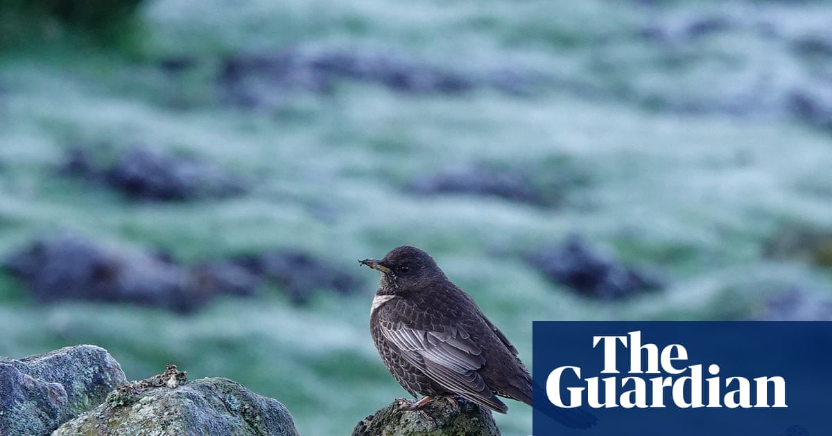 Country diary: The most magical of frost-coated mornings | Mark Cocker
