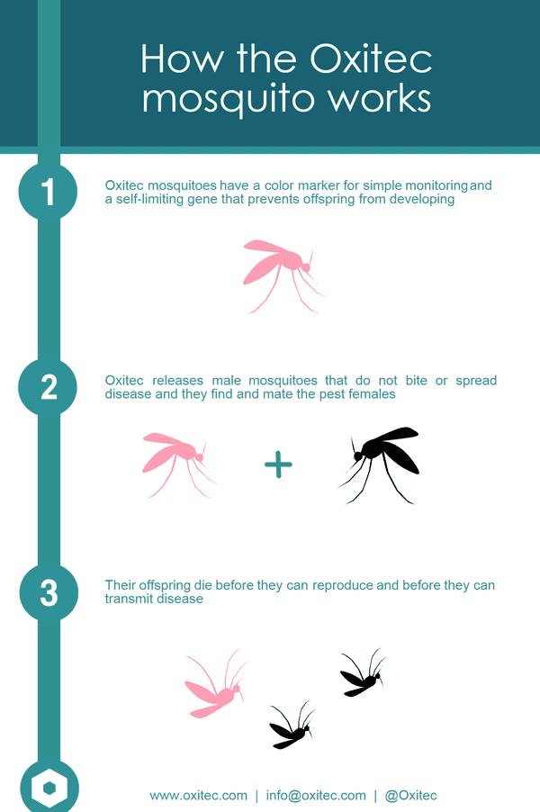 How Oxitec mosquitoes work to control Aedes aegypti to help prevent the spread of virus.