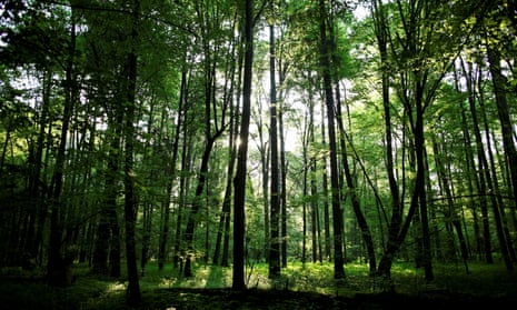 The Białowieża forest