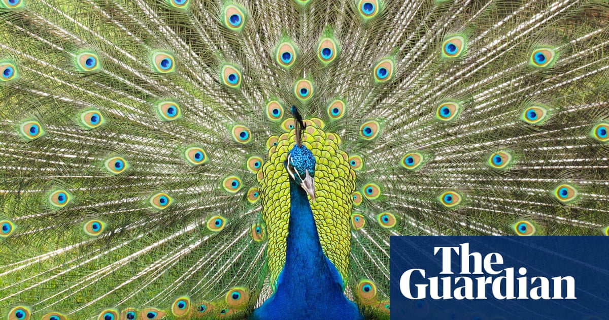 Roaming peacocks plague California city: ‘They’re a nuisance, but they’re beautiful’