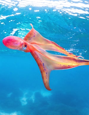 Um avistamento raro de um polvo cobertor iridescente raro na Grande Barreira de Corais ao largo de Lady Elliot Island, Queensland, Austrália. Apenas um punhado de pessoas já os viu