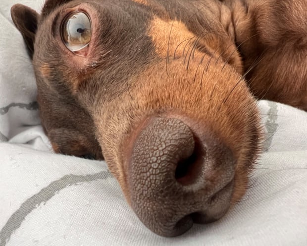 Willow, the official dog of the Guardian Thursday quiz