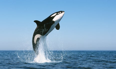 A killer whale. The body of killer whale Lulu, which died in January, was found to contain alarming levels of PCBs. 
