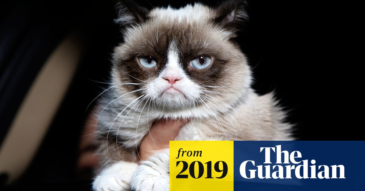 Grumpy Cat Internet S Most Famous Cat Dies Aged Seven Video