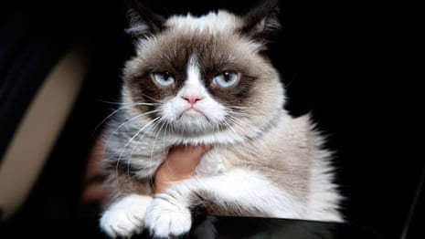 What was Grumpy Cats Health Like: Surprising Facts Revealed