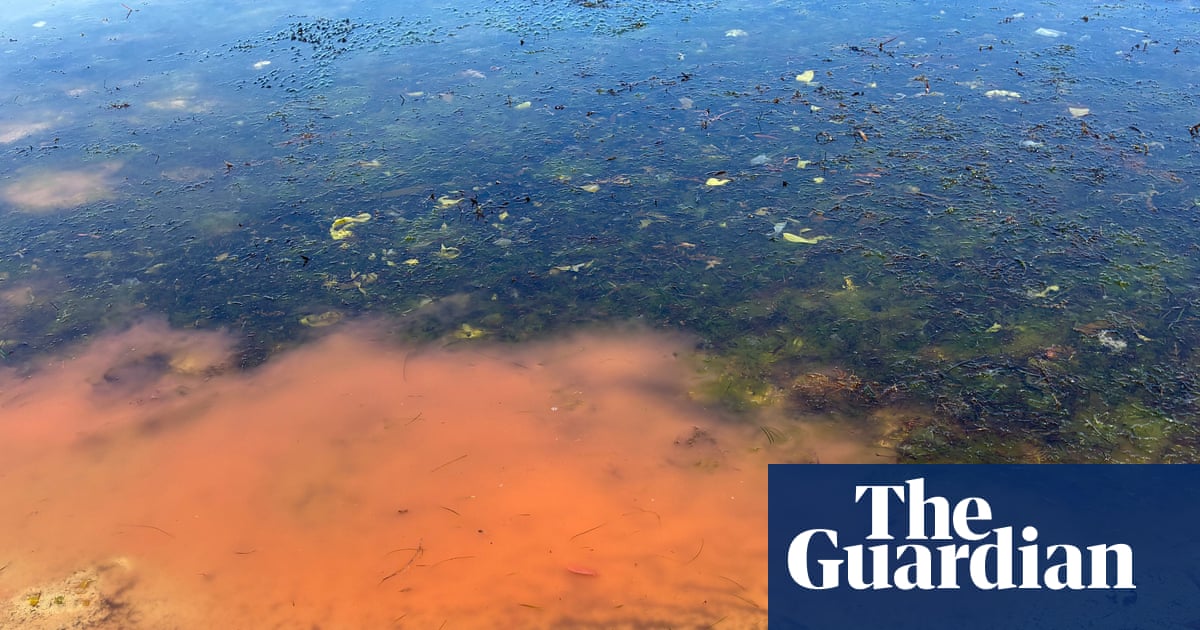 Mystery pink slime on secluded Tasmanian beach prompts fears of potential algal bloom