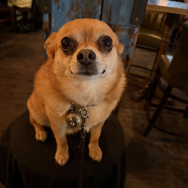 Basil at The Fellow