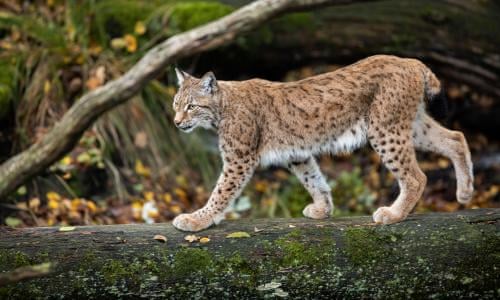 Wild lynx could be reintroduced into Scottish Highlands | Wildlife | The  Guardian