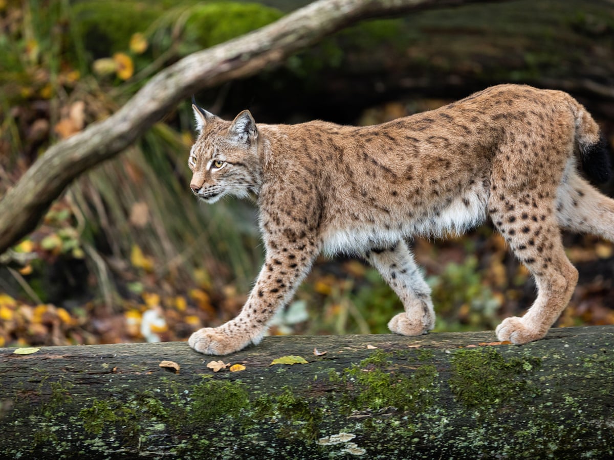 Wild lynx could be reintroduced into Scottish Highlands | Wildlife | The  Guardian