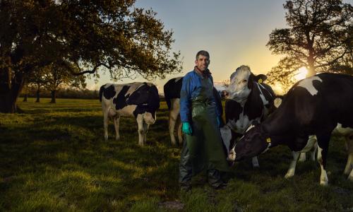 Farmer in a field at dawn with lots of cows