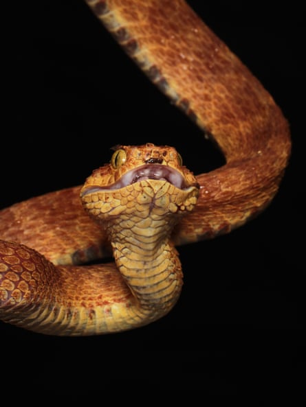 An atheris viper