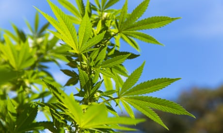 marijuana-sexual-desire-ass