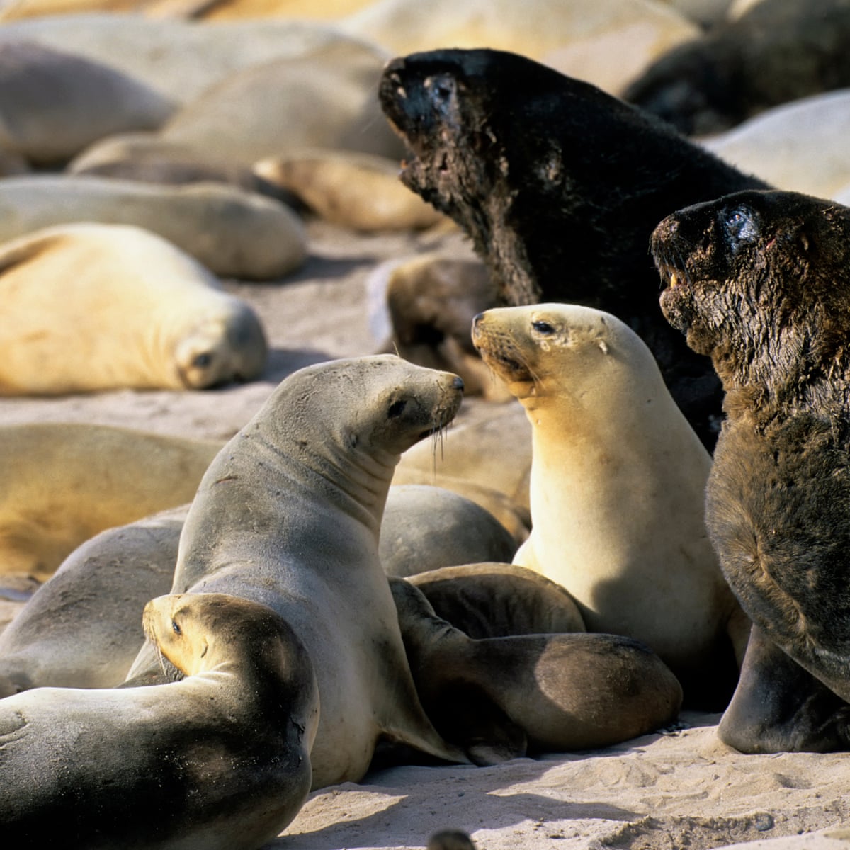 New Zealand City Closes Busy Road For Weeks To Protect Sea Lion Mother And Pup New Zealand The Guardian New Zealand City Closes Busy Road For Weeks To Protect Sea Lion Mother And Pup New Zealand The Guardian