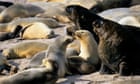 New Zealand city closes busy road for weeks to protect sea lion mother and pup