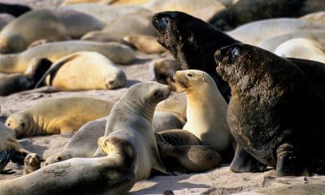 There are about 12,000 New Zealand sea lions left, and their main breeding population remains in decline.