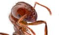 Red imported fire ant (Solenopsis invicta)