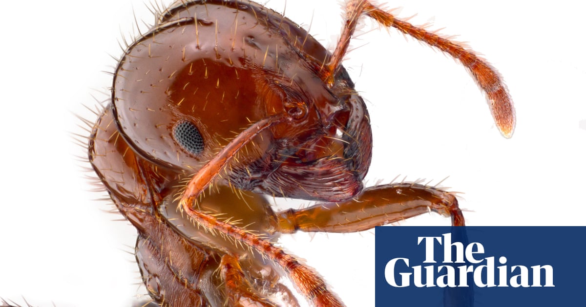 Cost of fire-ant outbreak in Australia could be much higher than ‘flawed’ earlier prediction, data shows | Queensland