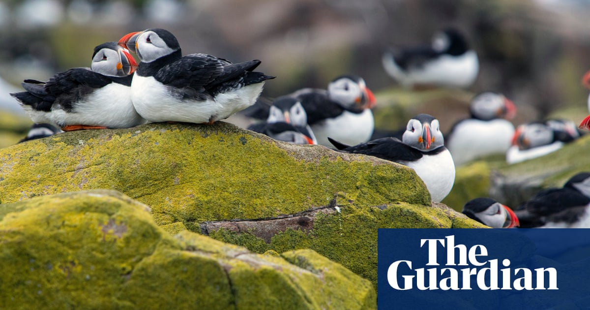 Northumberland’s Farne Islands reopen to tourists after bird flu outbreak | Wildlife