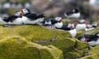 Northumberland’s Farne Islands reopen to tourists after bird flu outbreak