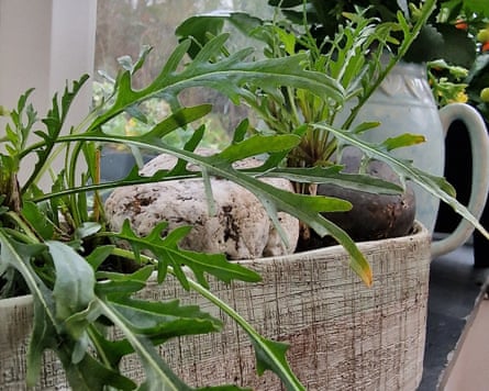 rocket growing in a white container on a windowsill; more plants or flowers are in a white jug behind