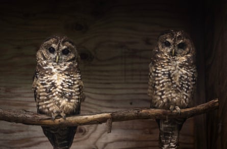 Spotted owls released into the wild for the Two of three male spotted owls released into the wild in the Fraser Canyon as part of the Northern Spotted Owl Breeding Program