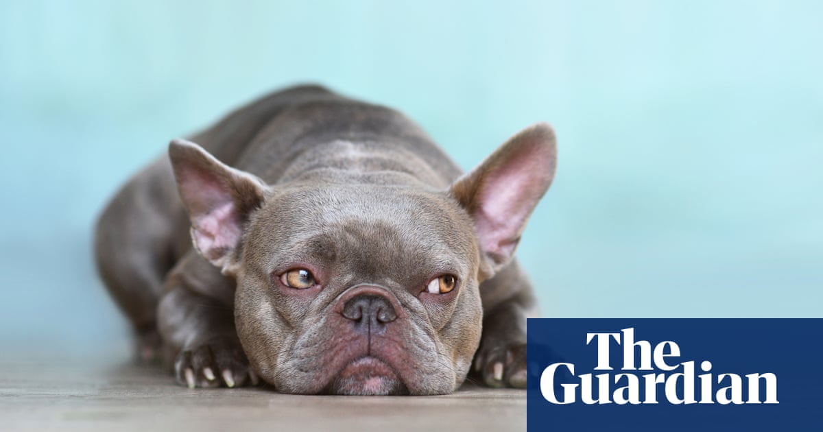 Lilac dogs: the cruel new craze that commodifies our faithful friends