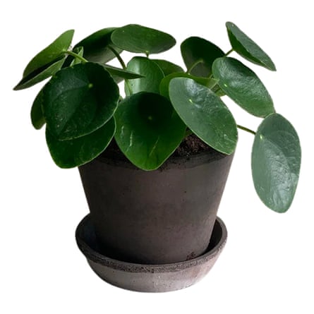 The Glasshouse PILEA, CHINESE MONEY PLANT WITH POT + TRAY