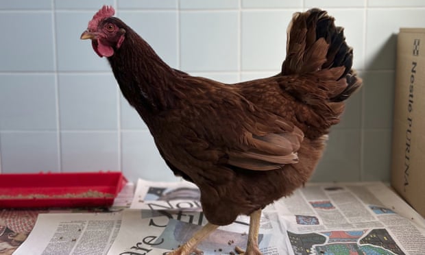 The wandering chicken in a photo provided by the Animal Welfare League of Arlington.