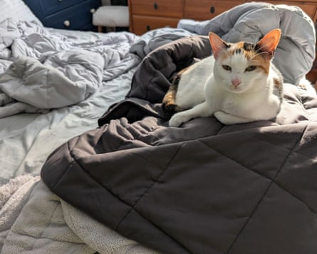 Small cat sat on an assortment of weighted blankets in a group test (not done by the cat).