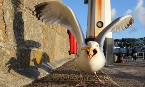 A seagull eats takeaway food left at the harbourside in St Ives. A new study revealed only occasional GPS fixes for four gulls on the town’s streets.