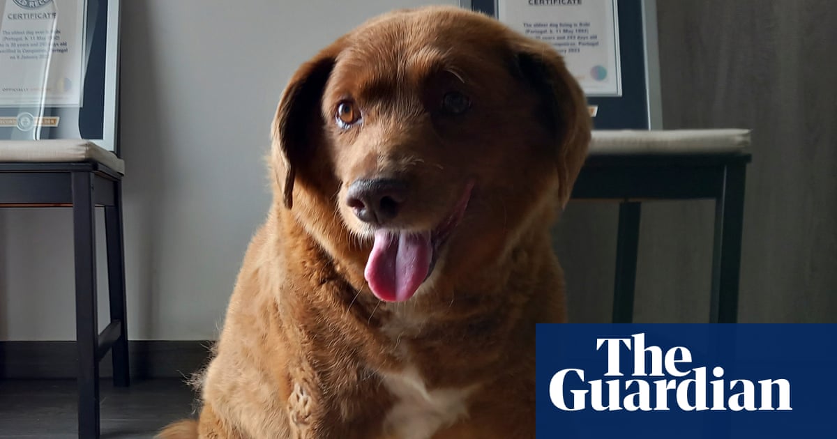 Claims about genuine age of Bobi, world’s oldest dog, to be investigated