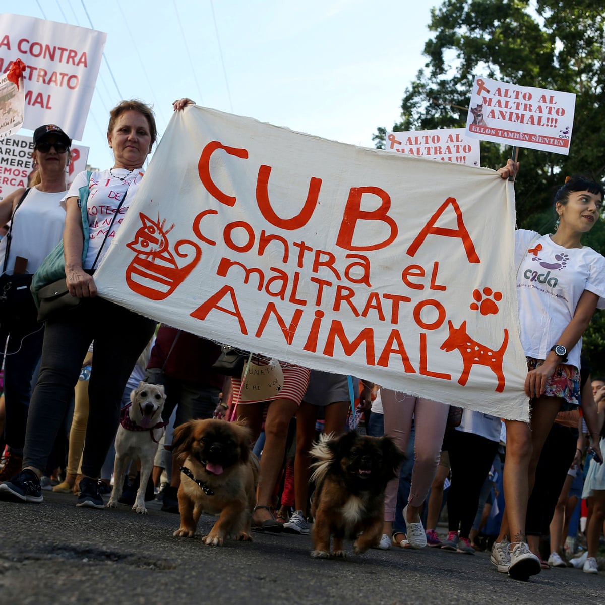 Hundreds of activists and pets march in Cuba against animal abuse | Cuba |  The Guardian