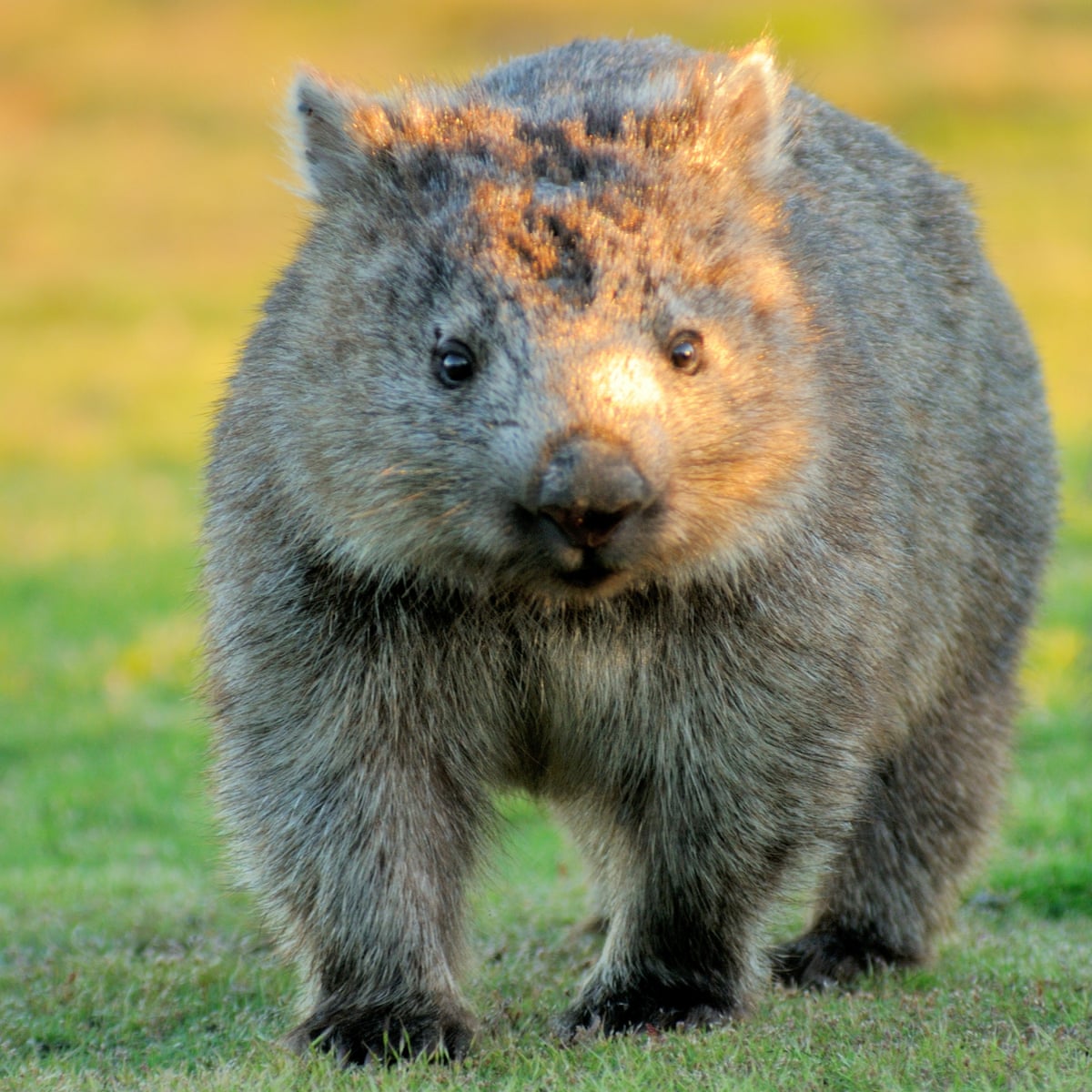 Box Seat Scientists Solve The Mystery Of Why Wombats Have Cube Shaped Poo Animals The Guardian Box Seat Scientists Solve The Mystery Of Why Wombats Have Cube Shaped Poo Animals The Guardian