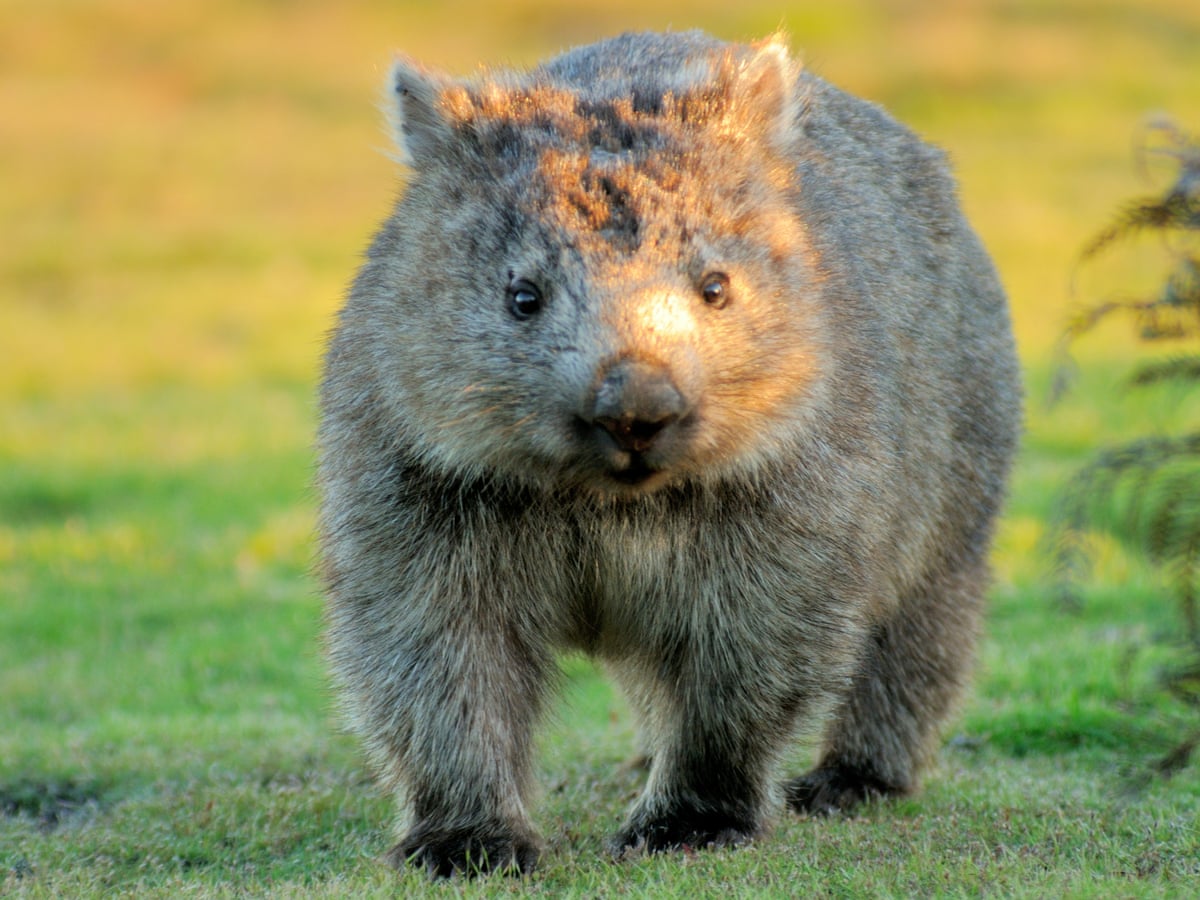 Wombat Wombat Diet