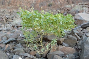 Oberholzeria