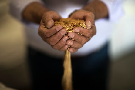 Rice grains run through cupped hands