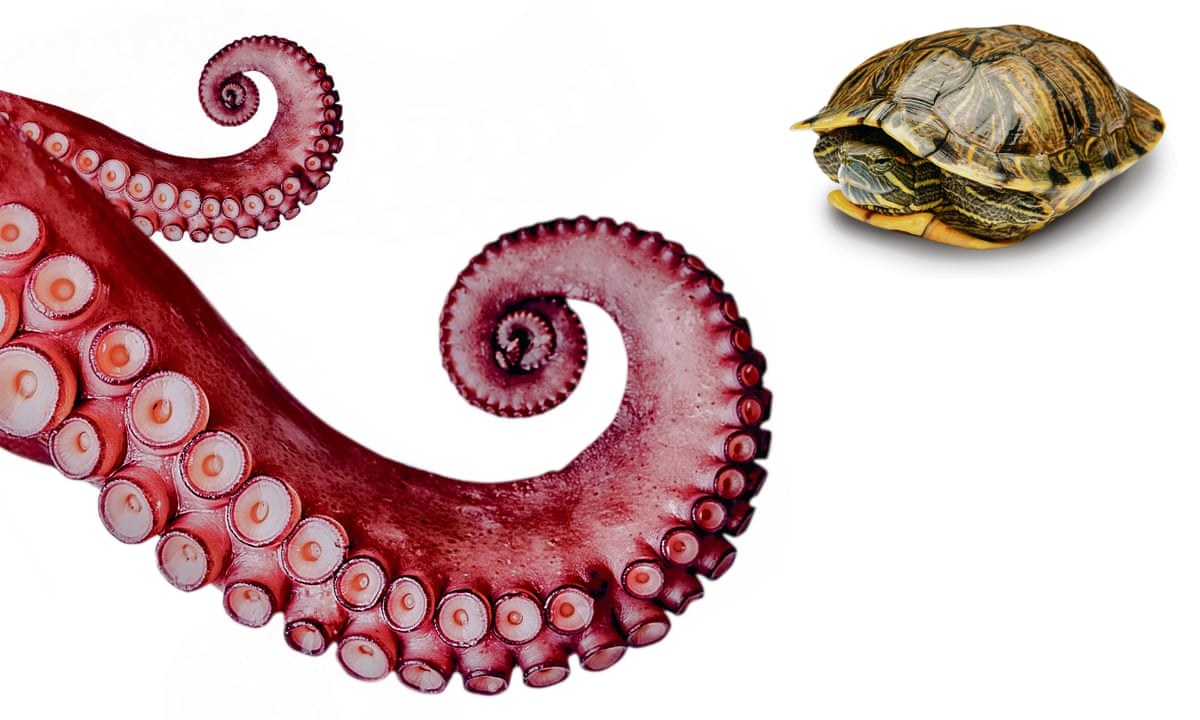 The Attachment Secret Are You A Secure Avoidant Or Anxious Partner Relationships The Guardian The Attachment Secret Are You A Secure Avoidant Or Anxious Partner Relationships The Guardian