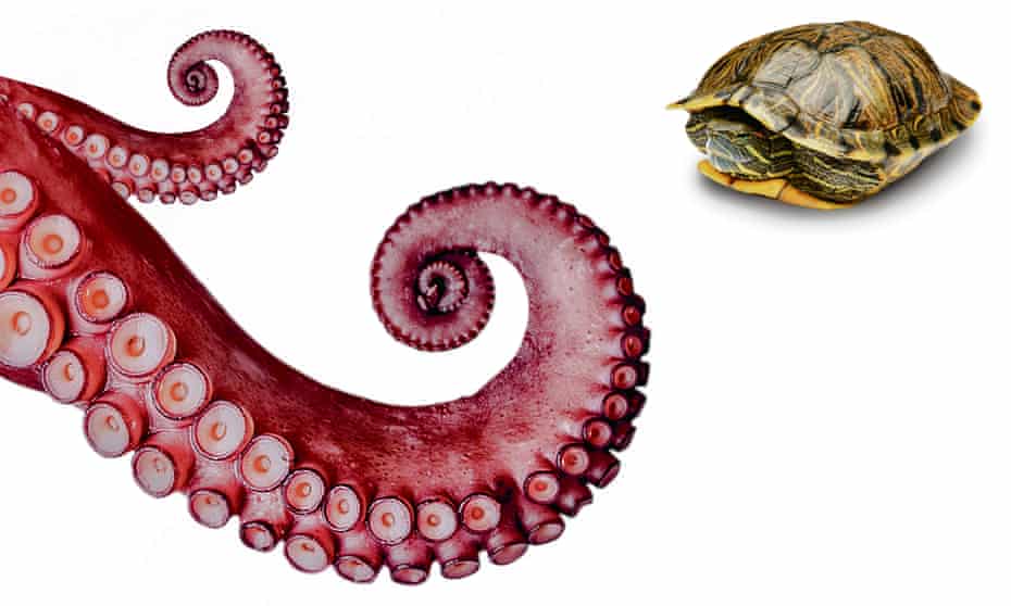 An octopus will reach out, a turtle is inclined to retreat. 