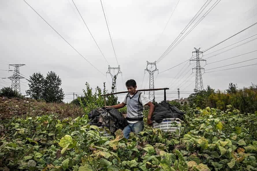 Farming near a Hubei power station