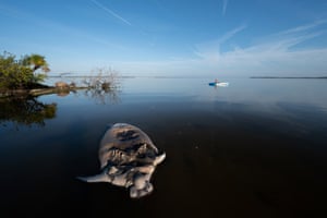 A dead manatee bobs in Florida’s Indian River Lagoon in March, 2021.